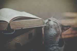 Как читать книги и почему кота не существует