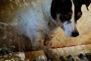 Beat Film Festival в Летнем Пионере в Па