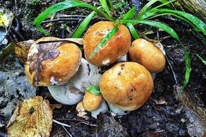 Провожаем лето! Собираем грибы и готовим