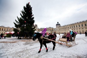 Новогодняя кутерьма