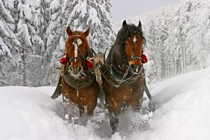 Елагинская карусель