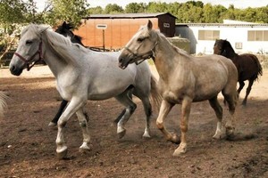 Соловьиная роща