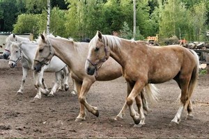 Соловьиная роща